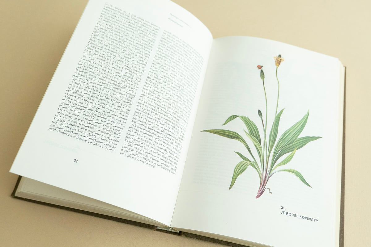 1960年 チェコの植物図鑑 イラスト273点 ボリュームたっぷり 東欧雑貨 1960年 チェコの植物図鑑 イラスト273点 ボリュームたっぷり