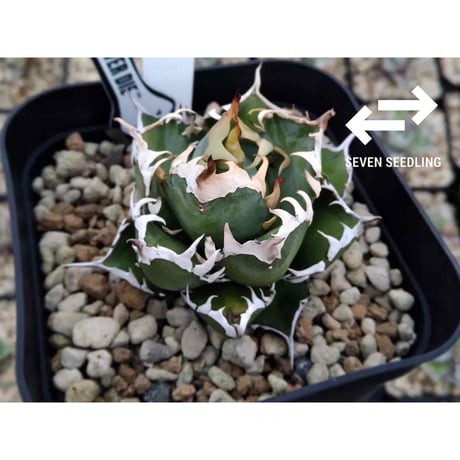 CATEGORY アガベ | 白木屋種苗センター