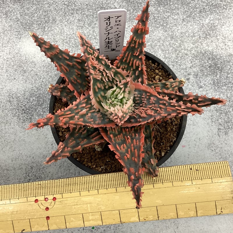 アロエ hyd 実生 9cmポット苗 | 白木屋種苗センター