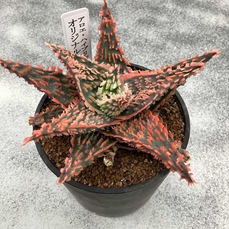 アロエ hyd 実生 9cmポット苗 | 白木屋種苗センター