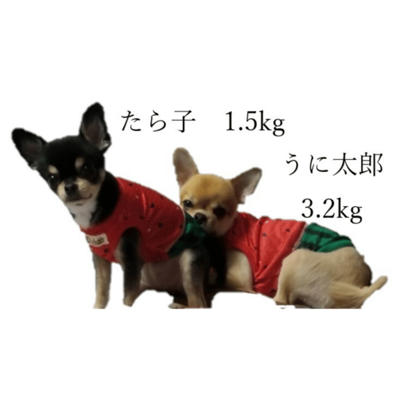 なりきりすいか2024すいかちゃんスモックワンピ/Sサイズ/犬服ハンドメイド