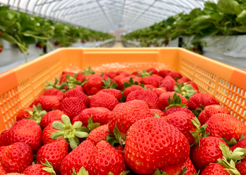 盛岡夏いちご(すずあかね)約600g入り1箱 | 🍓玉山うるおいイチゴ園🍓