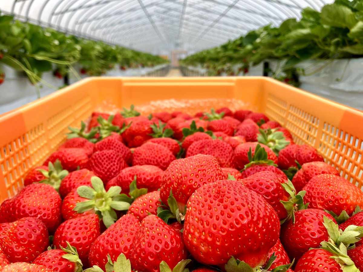 盛岡夏いちご(すずあかね)約600g入り1箱 | 🍓玉山うるおいイチゴ園🍓