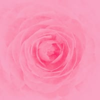 RAY / Camellia (CD)