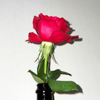 sassya- / Not the End (CD)