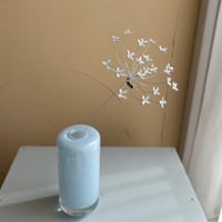 レースフラワー