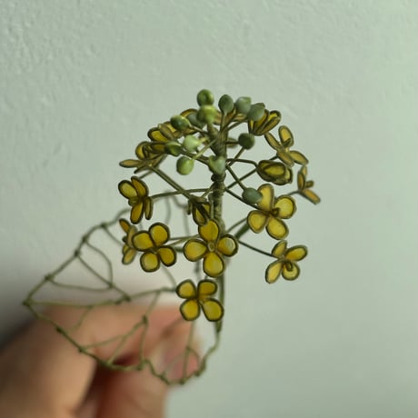 菜の花