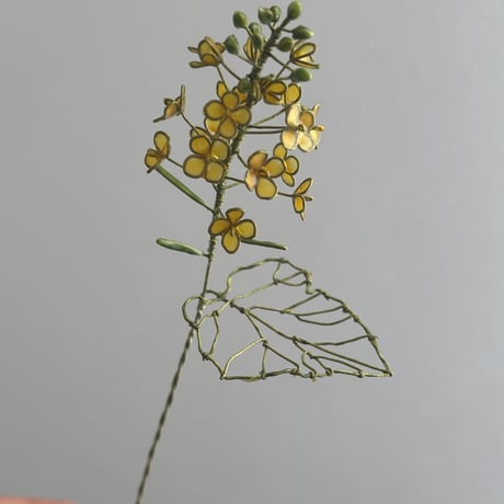 菜の花