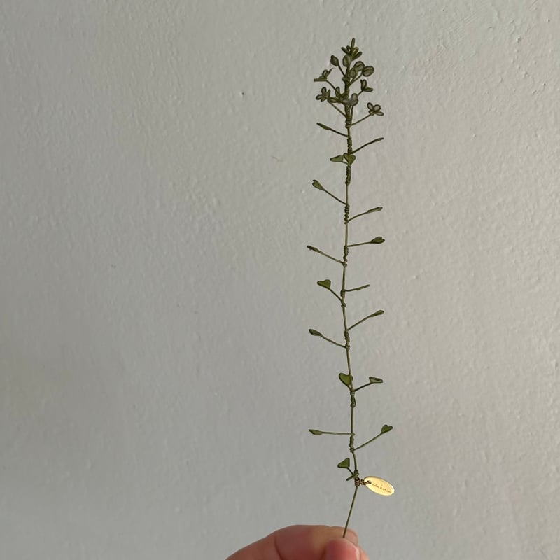 ぺんぺん草 | atelier karin