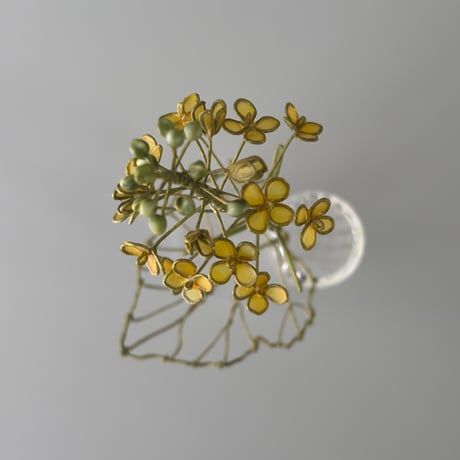 菜の花