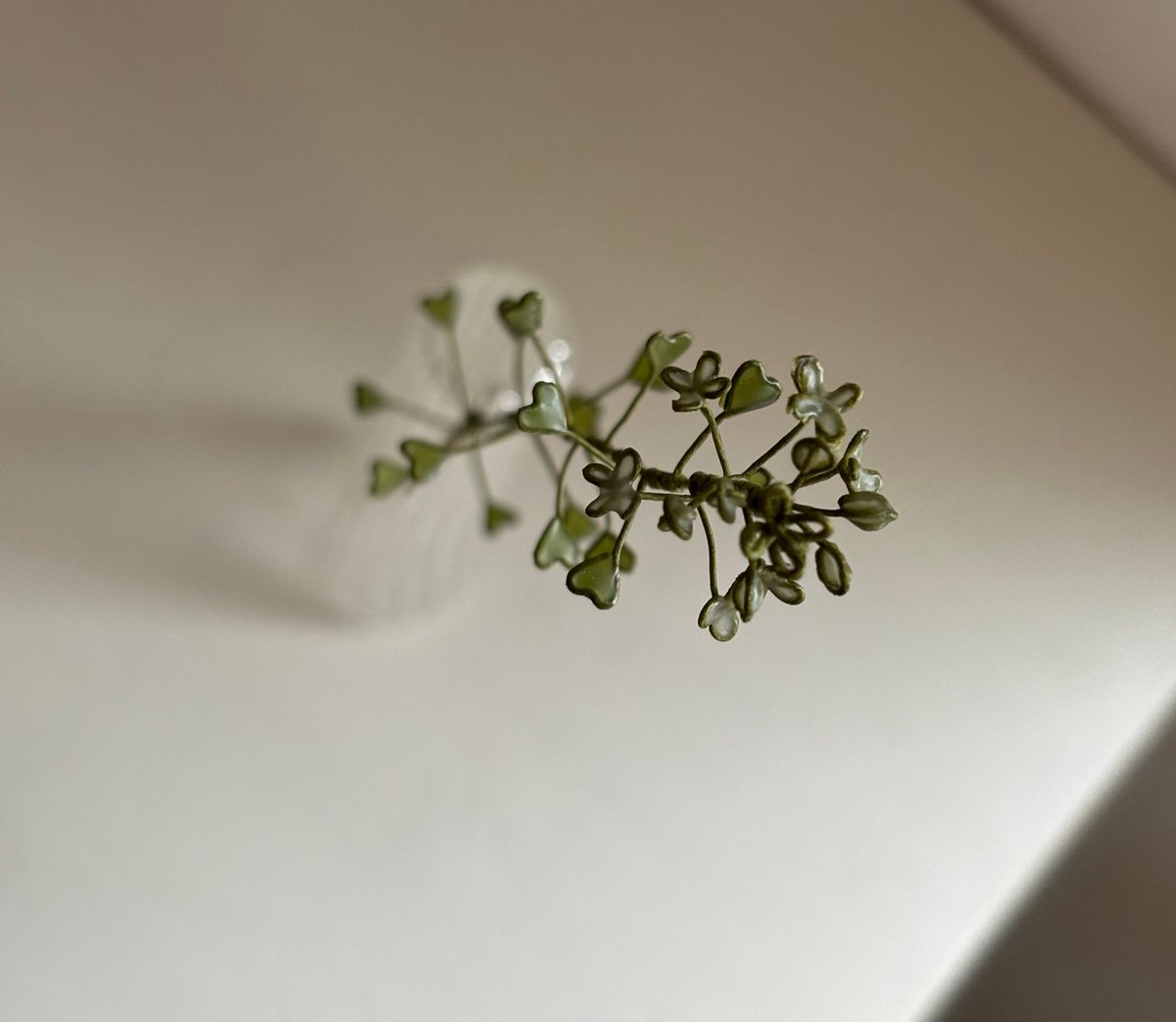 油彩　ぺんぺん草 ぺんぺん草 | atelier karin