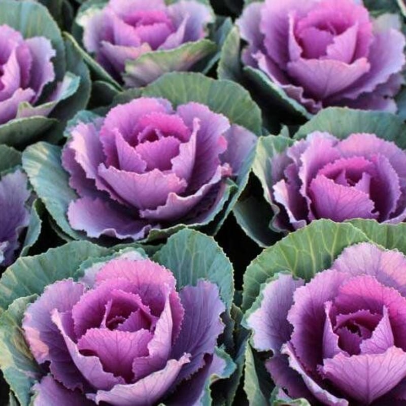 ミニ葉ボタン20苗セット | 花とハーブの生産直売 みやしかえん