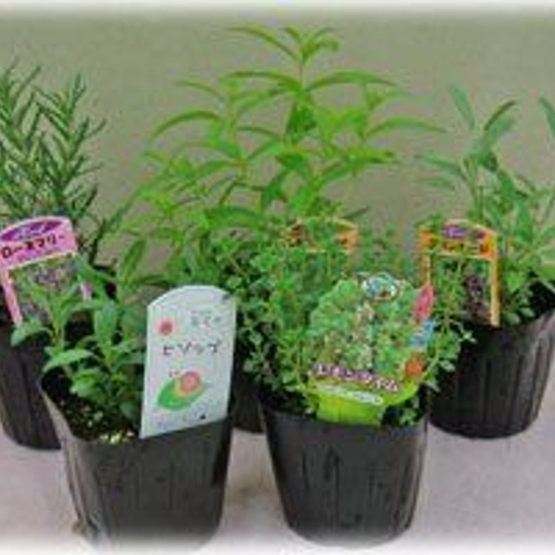 ハーブ苗「ハーブティーセット」 | 花とハーブの生産直売 みやしかえん