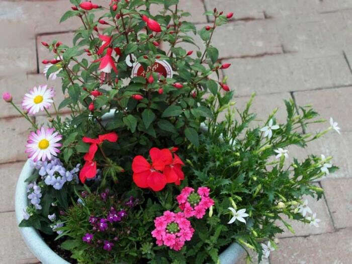 季節の花の寄せ植え（小） | 花とハーブの生産直売 みやしかえん
