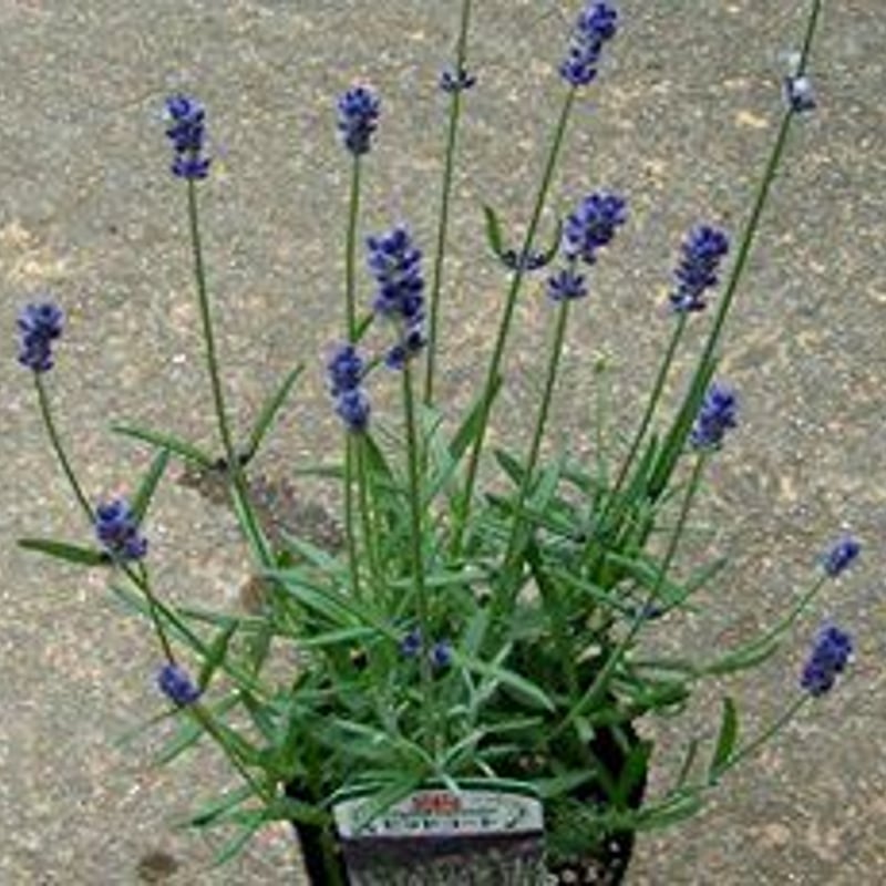 イングリッシュラベンダー苗 | 花とハーブの生産直売 みやしかえん イングリッシュラベンダー苗 | 花とハーブの生産直売 みやしかえん