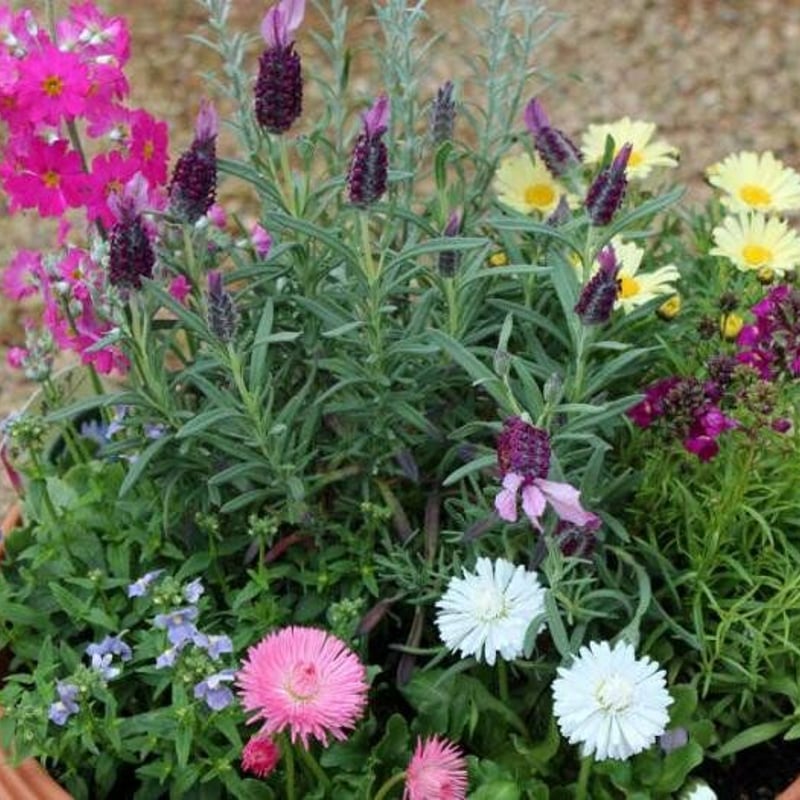 季節の花の寄せ植え（小） | 花とハーブの生産直売 みやしかえん