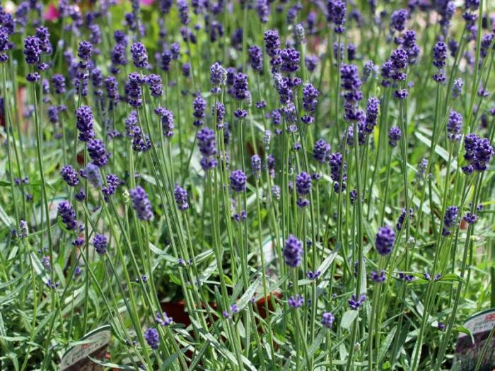 イングリッシュラベンダー苗 | 花とハーブの生産直売 みやしかえん