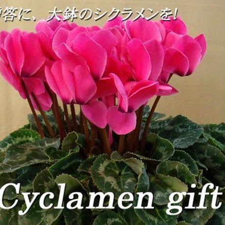 贈答用シクラメン大鉢