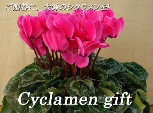 贈答用シクラメン大鉢 | 花とハーブの生産直売 みやしかえん