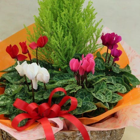 ガーデンシクラメンの花カゴセット（小）