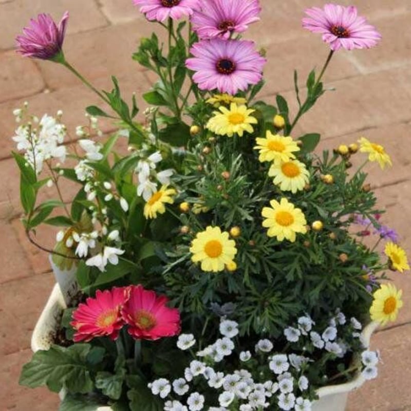 季節の花の寄せ植え（小） | 花とハーブの生産直売 みやしかえん