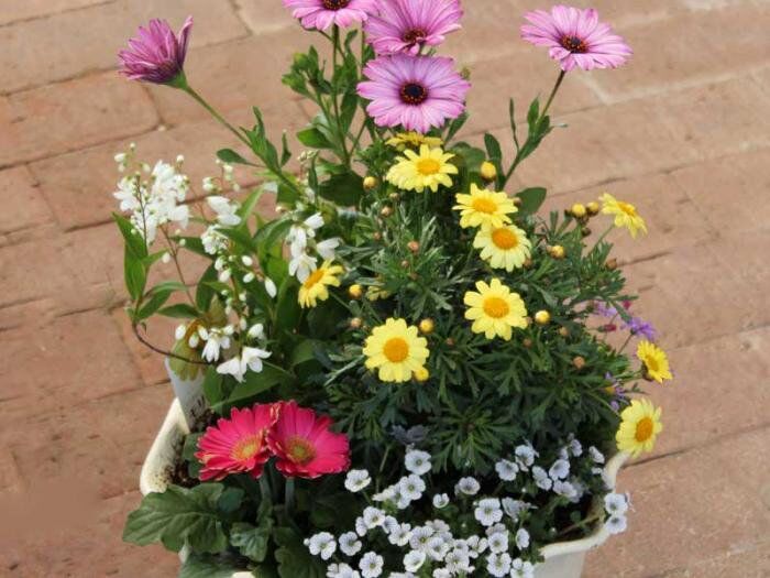 季節の花の寄せ植え（小） | 花とハーブの生産直売 みやしかえん