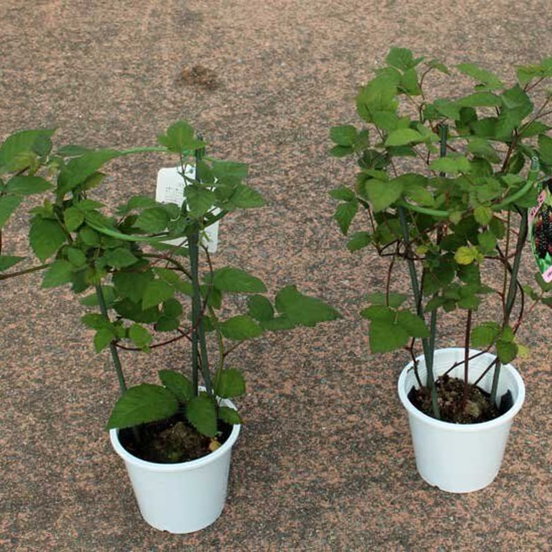 ブラックベリー苗2本セット | 花とハーブの生産直売 みやしかえん