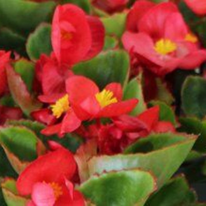 ベコニア20苗セット | 花とハーブの生産直売 みやしかえん