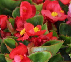 ベゴニア２苗 楽天市場】観葉植物 種類選べる！ ベゴニア 2号 インテリア 室内