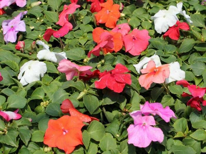 インパチェンス20苗セット | 花とハーブの生産直売 みやしかえん