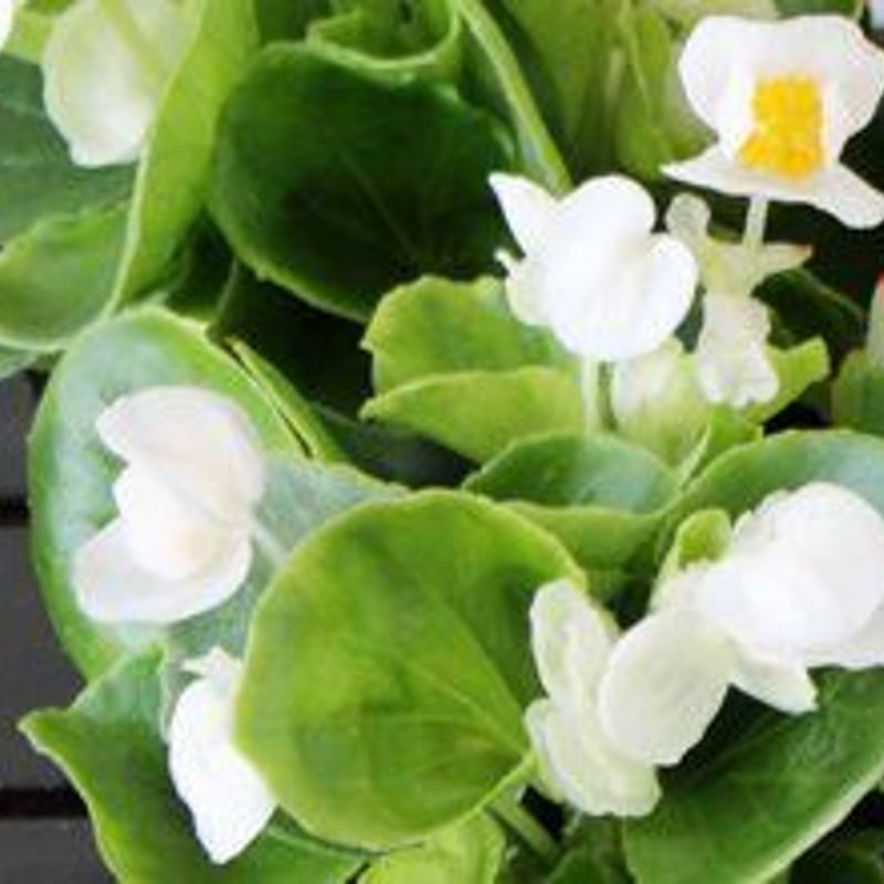 ベコニア20苗セット | 花とハーブの生産直売 みやしかえん