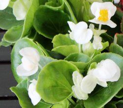 ベコニア20苗セット | 花とハーブの生産直売 みやしかえん