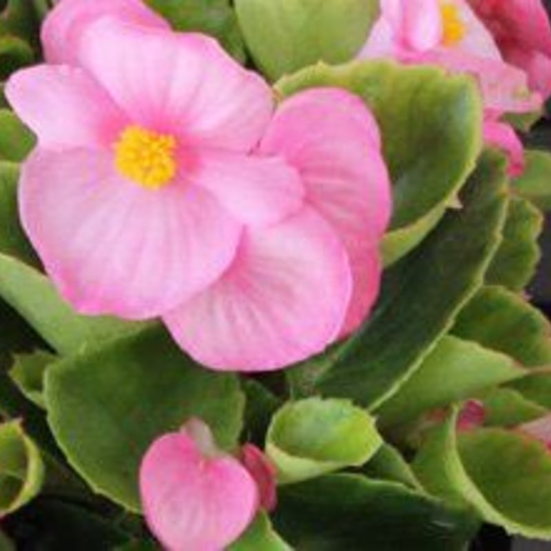 ベゴニア２苗 楽天市場】観葉植物 種類選べる ベゴニア 2号 バージョンII インテリア