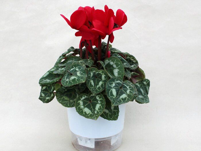 【シクラメン】星野民藝４　椅子３ シクラメン】星野民藝4 椅子3 シクラメン／4号鉢（直径12㎝） | artrip