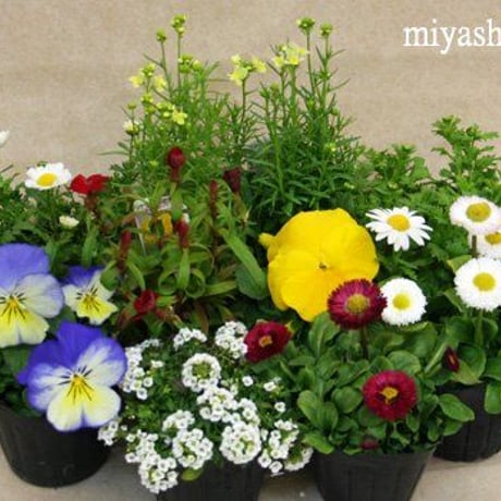 花苗ミックスセット
