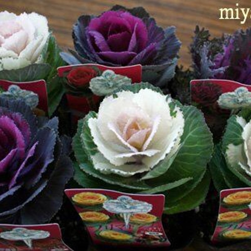 ミニ葉ボタン20苗セット | 花とハーブの生産直売 みやしかえん