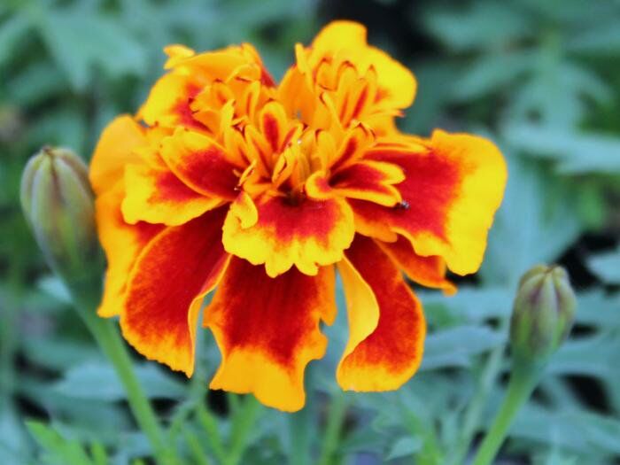 マリーゴールド20苗セット | 花とハーブの生産直売 みやしかえん