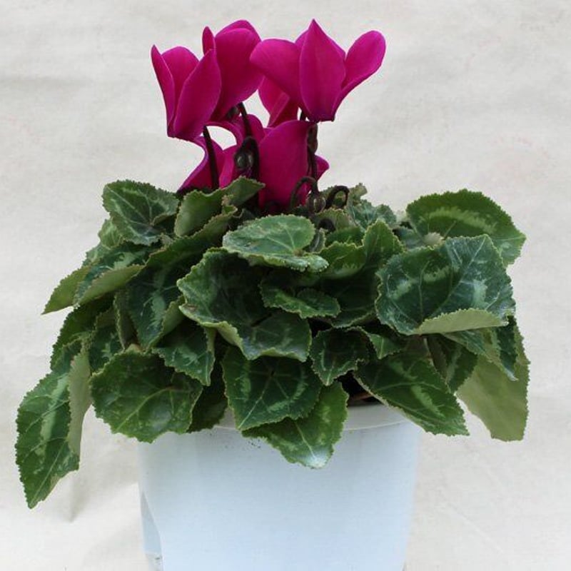 シクラメン4号鉢＜バラードシリーズ＞ | 花とハーブの生産直売 みや