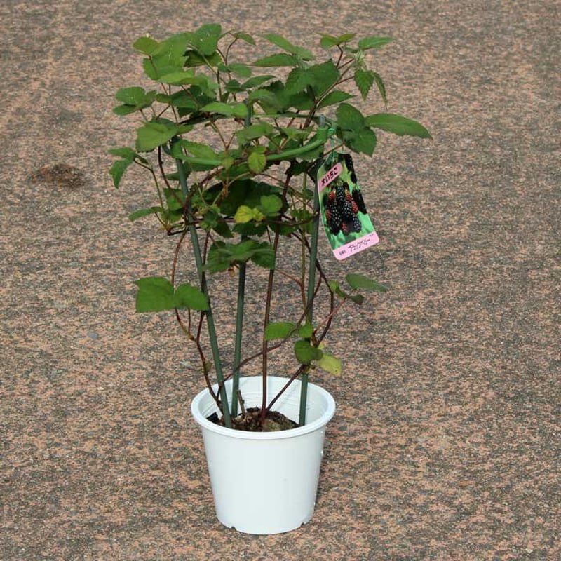ブラックベリー苗 | 花とハーブの生産直売 みやしかえん