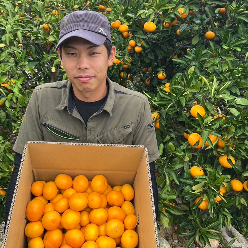ギフト】三ヶ日みかん 早生 10kg | カネエツ外山農園
