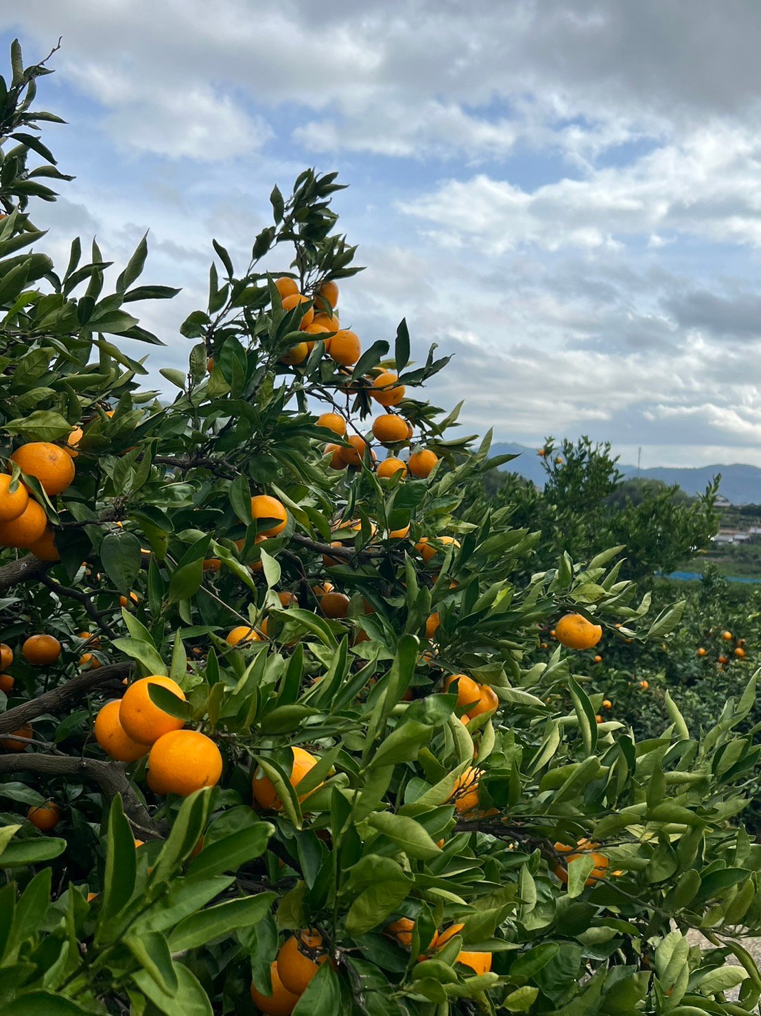 ギフト】三ヶ日みかん 早生 10kg | カネエツ外山農園