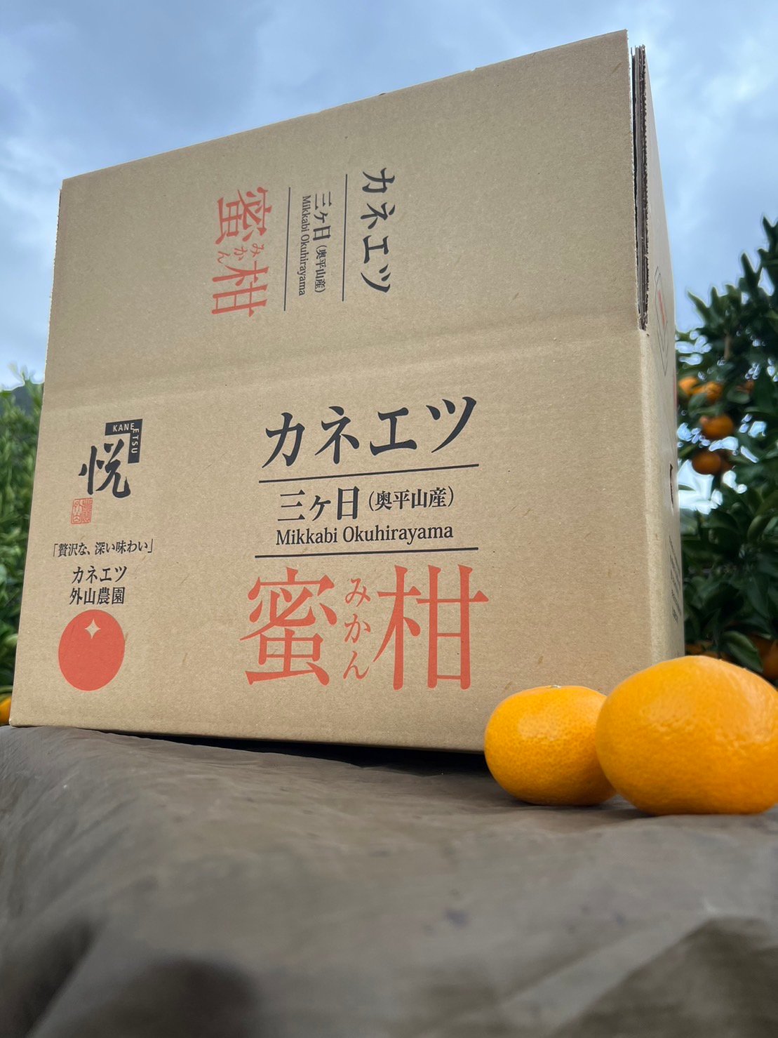 みかん香茸 fit=scale-down,w=1200