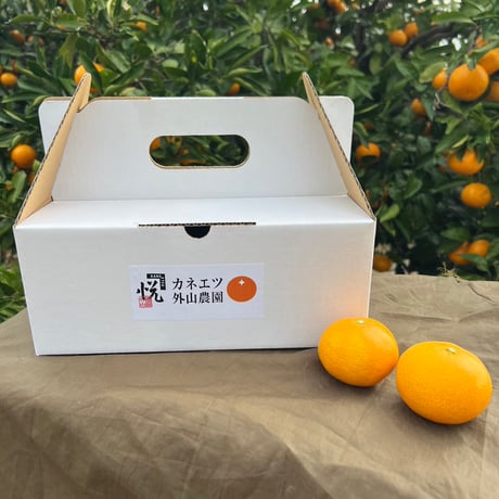 【専用品/中古】BC CRATE12 ザ・ノース・フェイス・スタンダード」が新型の7インチ対応レコード