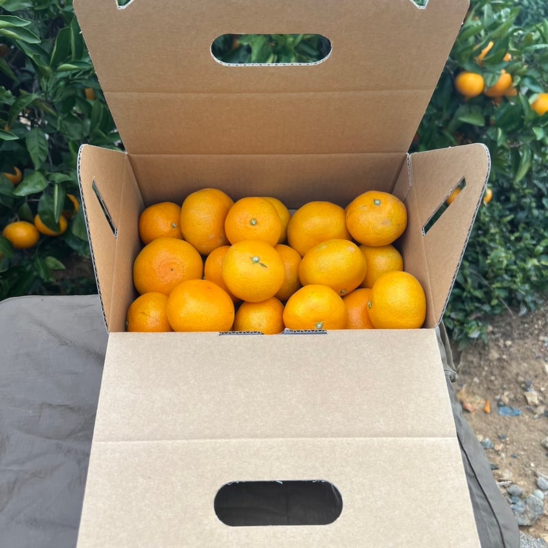 ギフト】三ヶ日みかん 早生 2kg | カネエツ外山農園