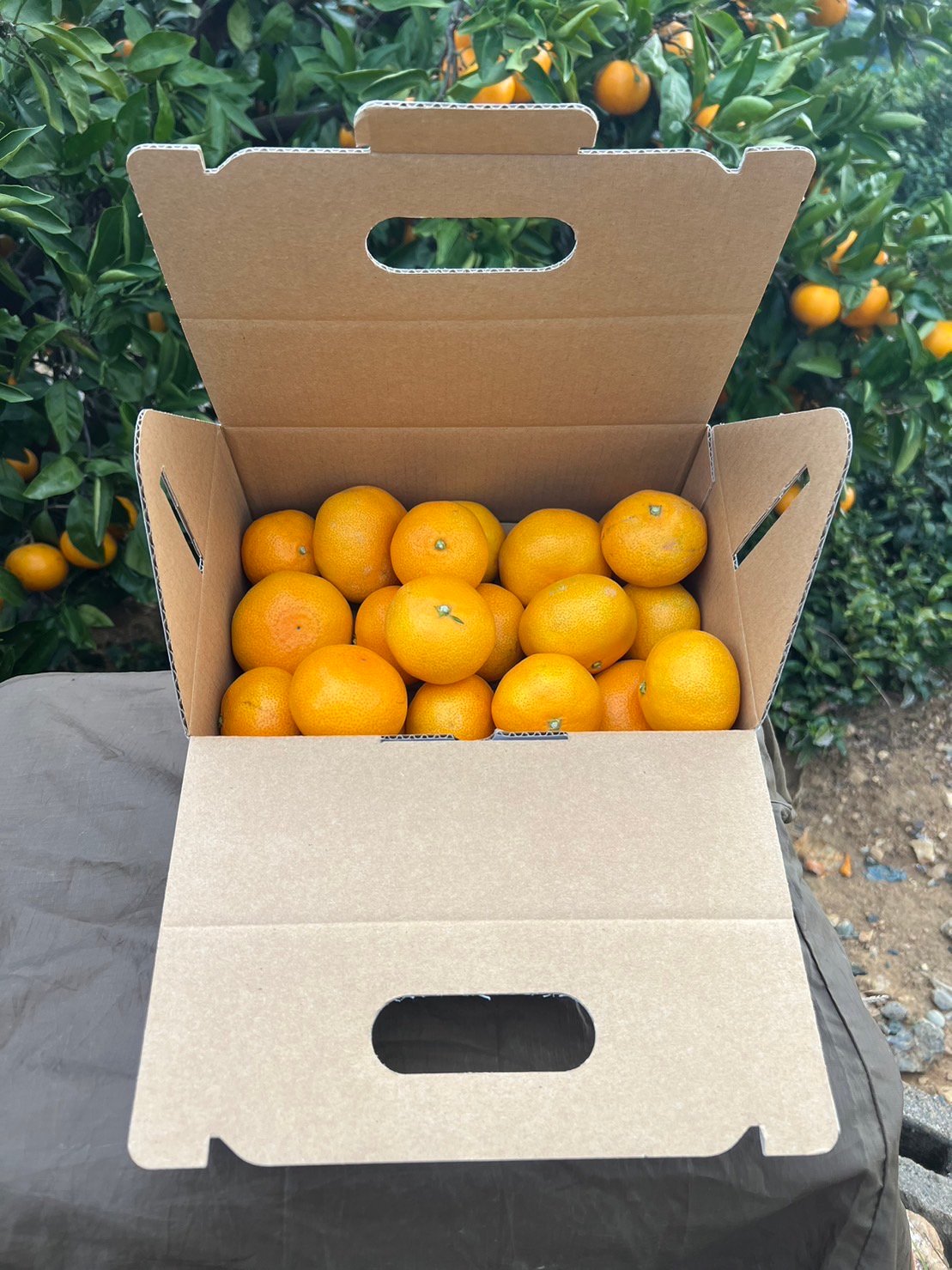 fit=scale-down,w=1200