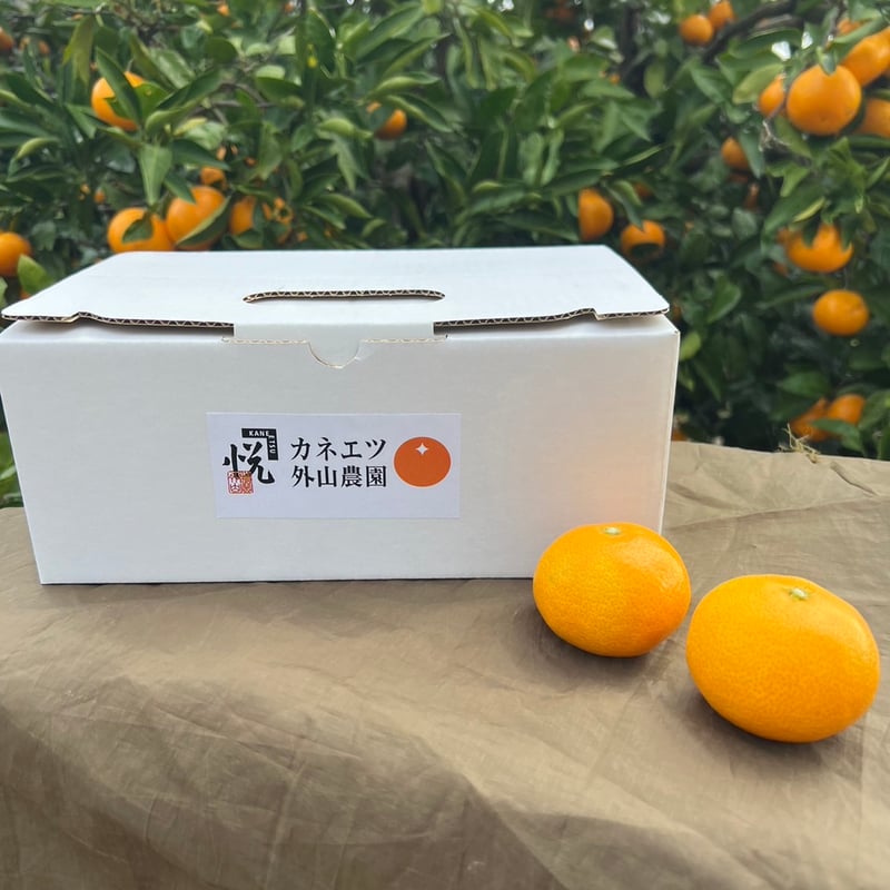 ギフト】三ヶ日みかん 早生 2kg | カネエツ外山農園