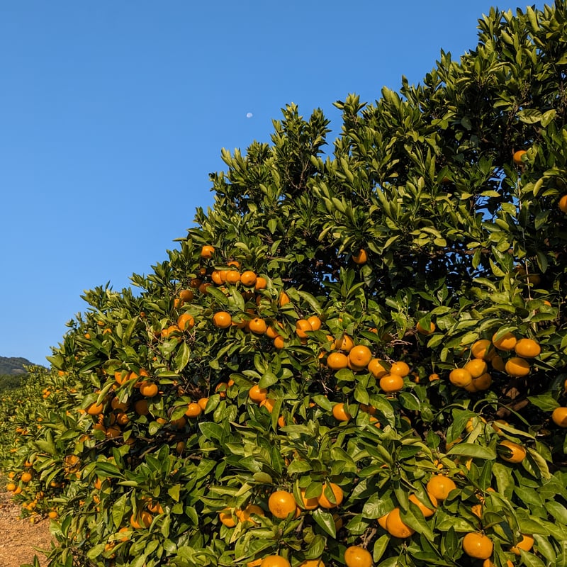 みかん農家のおやつみかん 早生みかん 10kg | カネエツ外山農園