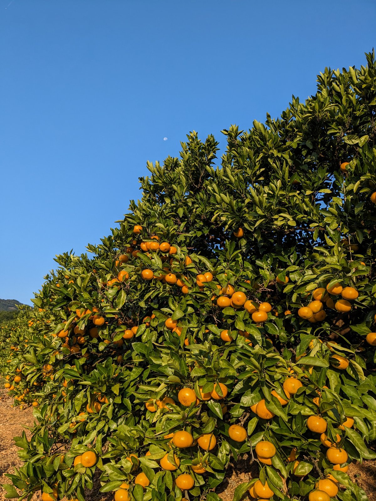みかん農家のおやつみかん 早生みかん 10kg | カネエツ外山農園