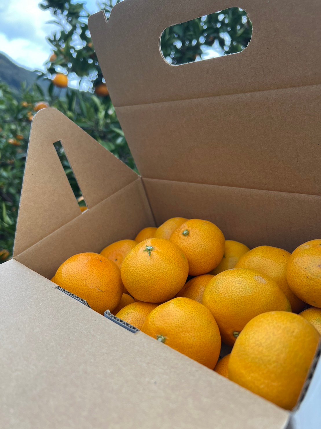 【言の葉】チョイブス！早生みかん6Kg×2　9Kｇ×1　３か所送り ギフト】三ヶ日みかん 早生 2kg | カネエツ外山農園
