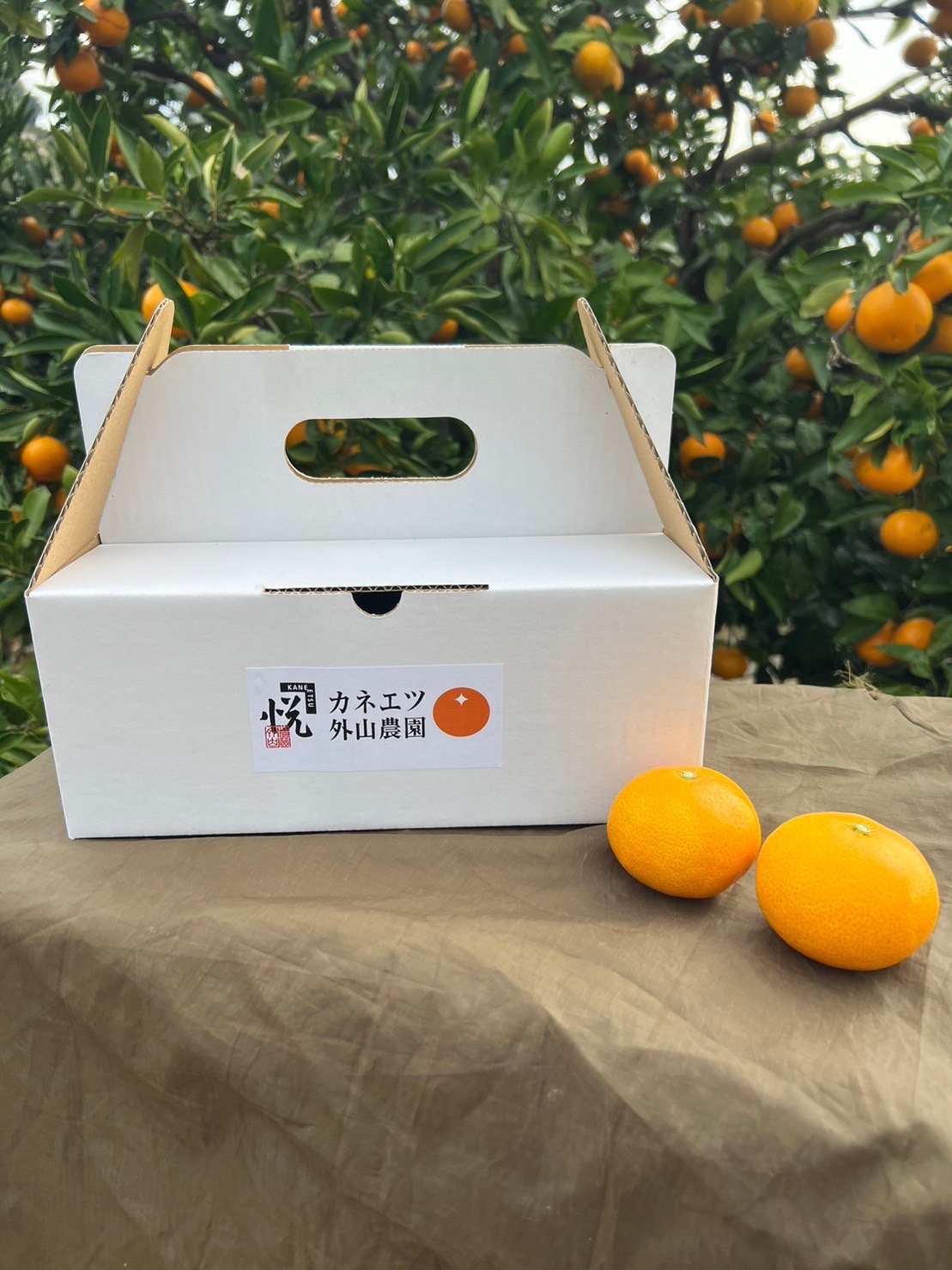 ギフト】三ヶ日みかん 青島 2kg | カネエツ外山農園